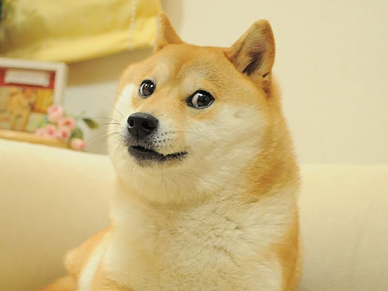 Read more about the article Meme Coins Going Legit Is the Worst Thing for Meme Coins