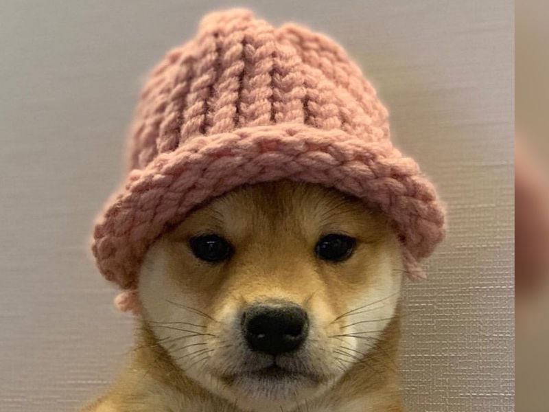Read more about the article Influential Trader GCR Buys Original Dogwifhat Meme for $4M; WIF Rises